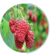 us-prostapeak Ingredients