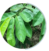 us-prostapeak Ingredients