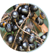 us-prostapeak Ingredients